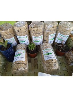 Palanqueta de amaranto